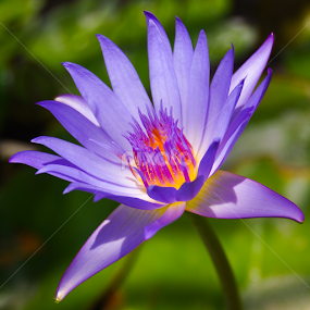 Purple by Milou Krietemeijer-Dirks - Flowers Flowers in the Wild