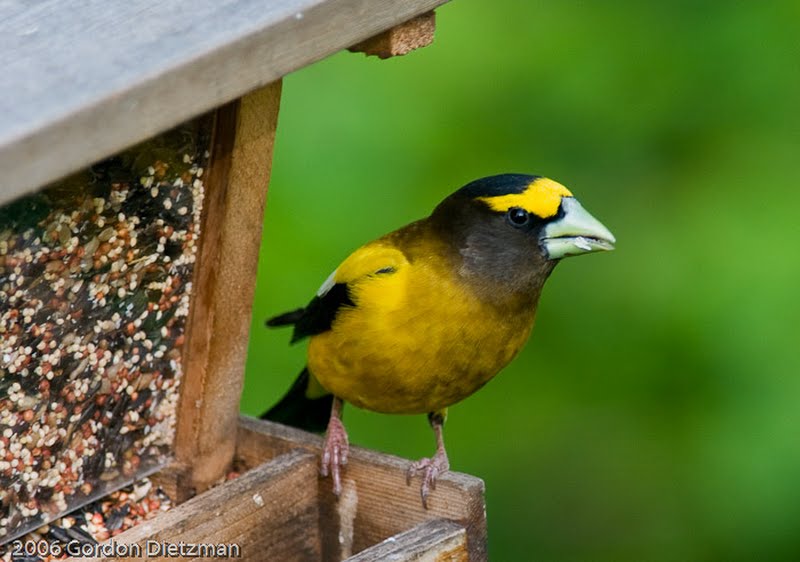 Evening Grosbeak