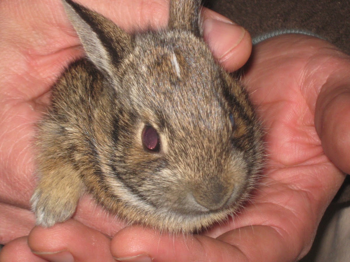 Eastern Cottontail rabbit [baby]