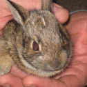 Eastern Cottontail rabbit [baby]