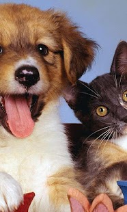 How to download Puppy and Kitten Wallpapers lastet apk for bluestacks