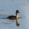 Little Grebe; Zampullin Chico