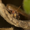 Dome Headed Lynx spider