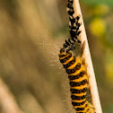 Cinnabar caterpillar (shedding old skin)