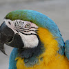 blue & yellow macaw
