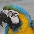 blue & yellow macaw