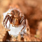 Ground crab spider