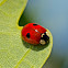 Two-spotted Ladybug