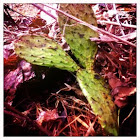 Prickly pear cactus