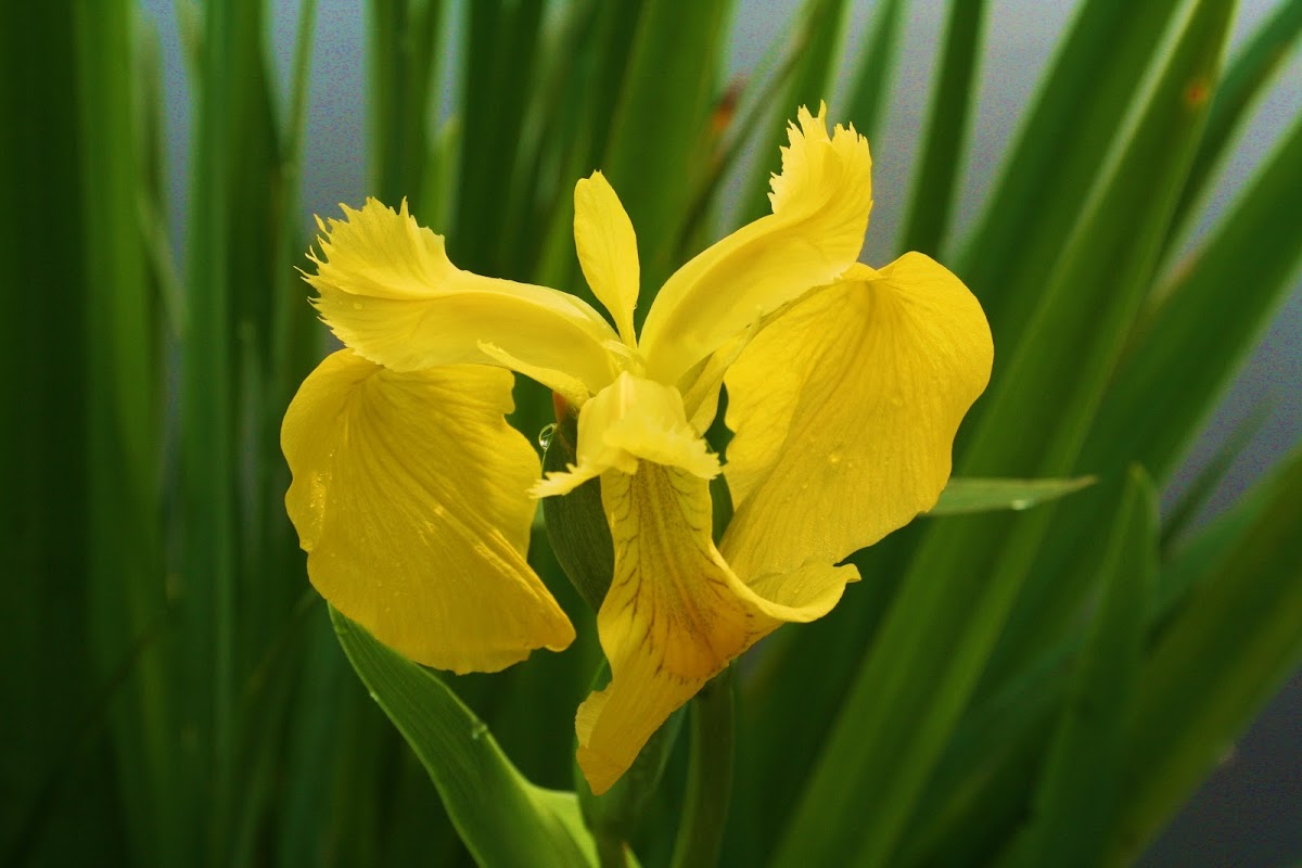 Yellow Flag Iris