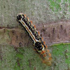 Tussock Moth larva