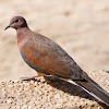 Laughing Dove / Palm Dove