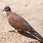 Laughing Dove / Palm Dove