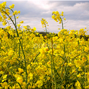 by Árpád Kovacsevics - Nature Up Close Other plants