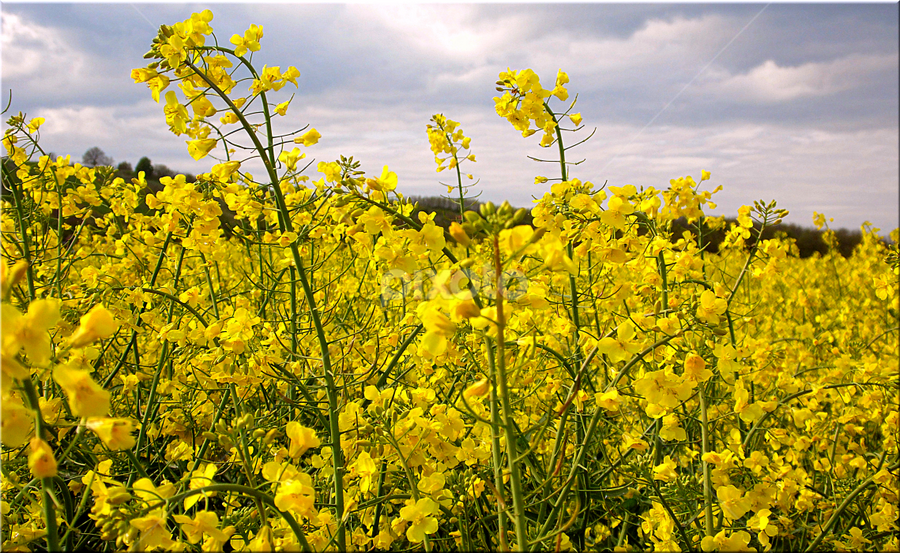 by Árpád Kovacsevics - Nature Up Close Other plants