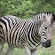 Zebra (Plains)