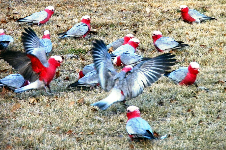 Galah