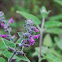 Salvia Blanca