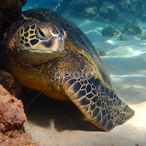 Afternoon blues by Tatiana Gonnason - Animals Sea Creatures