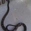 Black Rat Snake