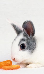 Rabbit Wallpaper Free Screenshots 6