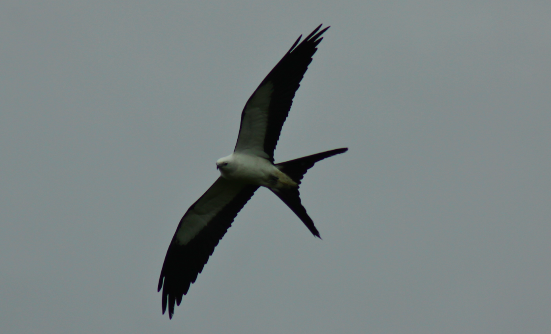 swallow tailed kite