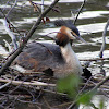 Nesting great crested grebes