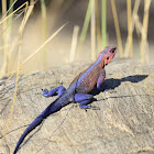 Red-headed Agama
