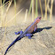 Red-headed Agama