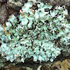 Common Green Shield Lichen