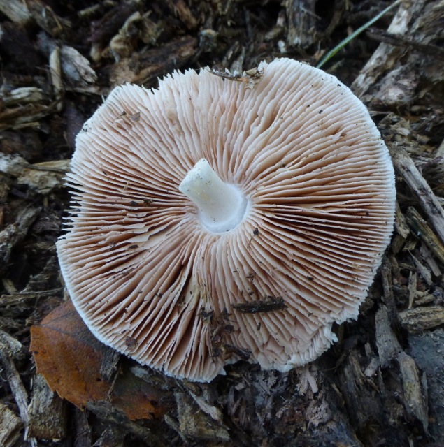 Meadow or Field Mushroom