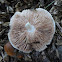 Meadow or Field Mushroom