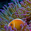 Coral Fishes Live Wallpapers logo