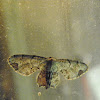 Gray Scoopwing Moth