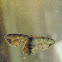 Gray Scoopwing Moth