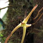 Cryptocentrum Orchid
