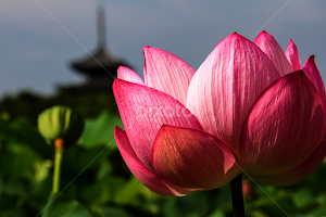 Lotus by Lenny Sharp -  