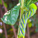 Death's-head Hawk moth caterpillar