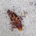 Cockroach and ants