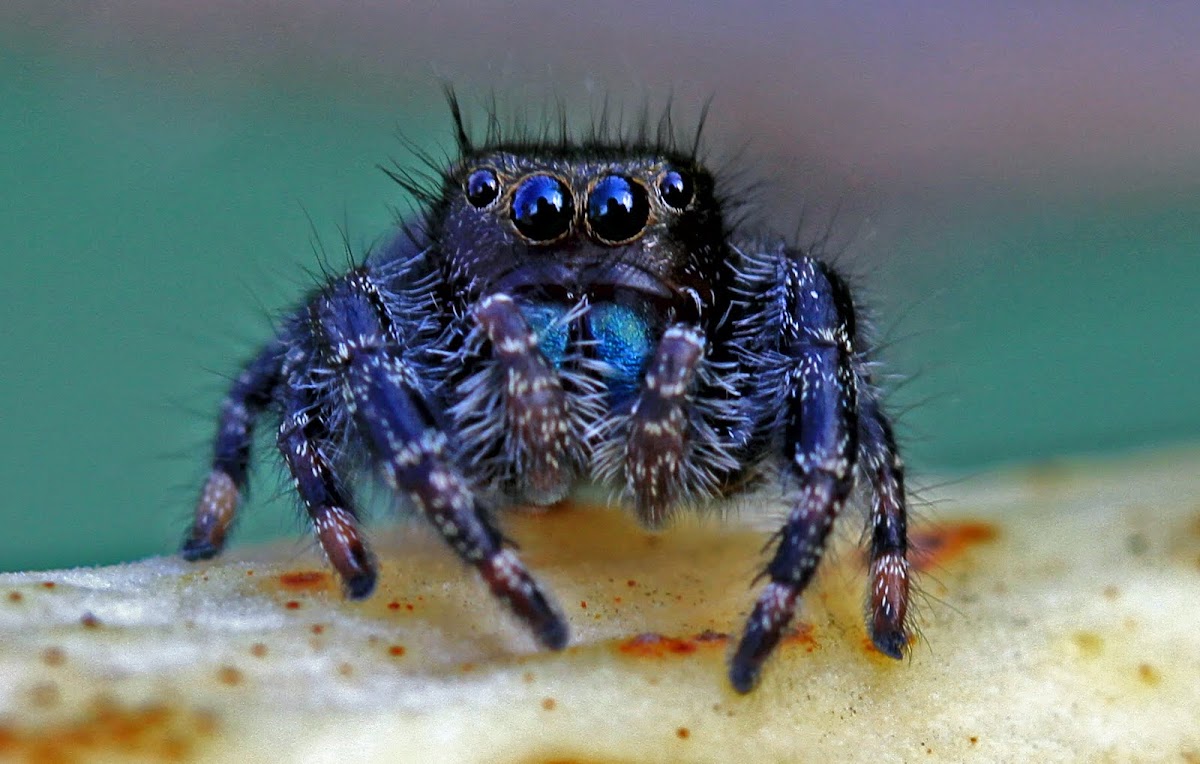 Daring Jumping Spider