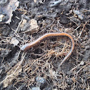 Northern Red Back Salamander