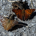 Hackberry emperor and tawny emperor (mud puddling)