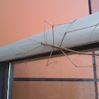 Margin winged stick insect (male)