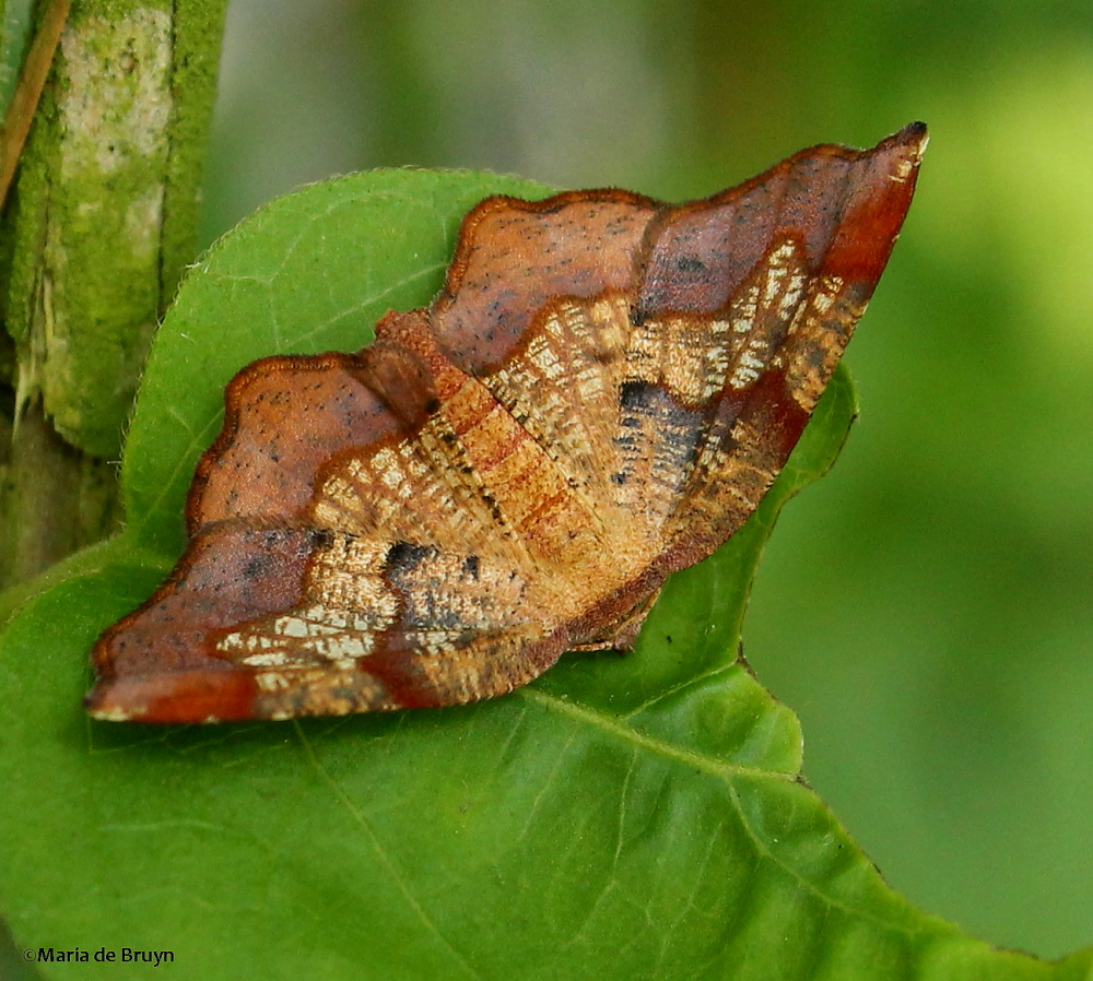 Friendly probole moth