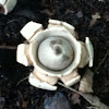 rounded earth star
