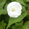 Hedge Bindweed