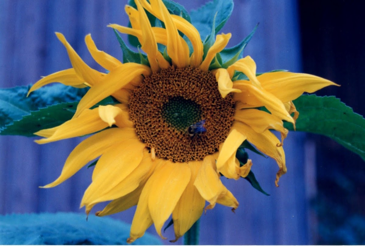 Sunflower (Giant Russian var.)