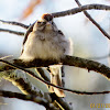 chipping sparrow