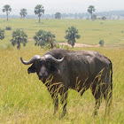 African or Cape Buffalo