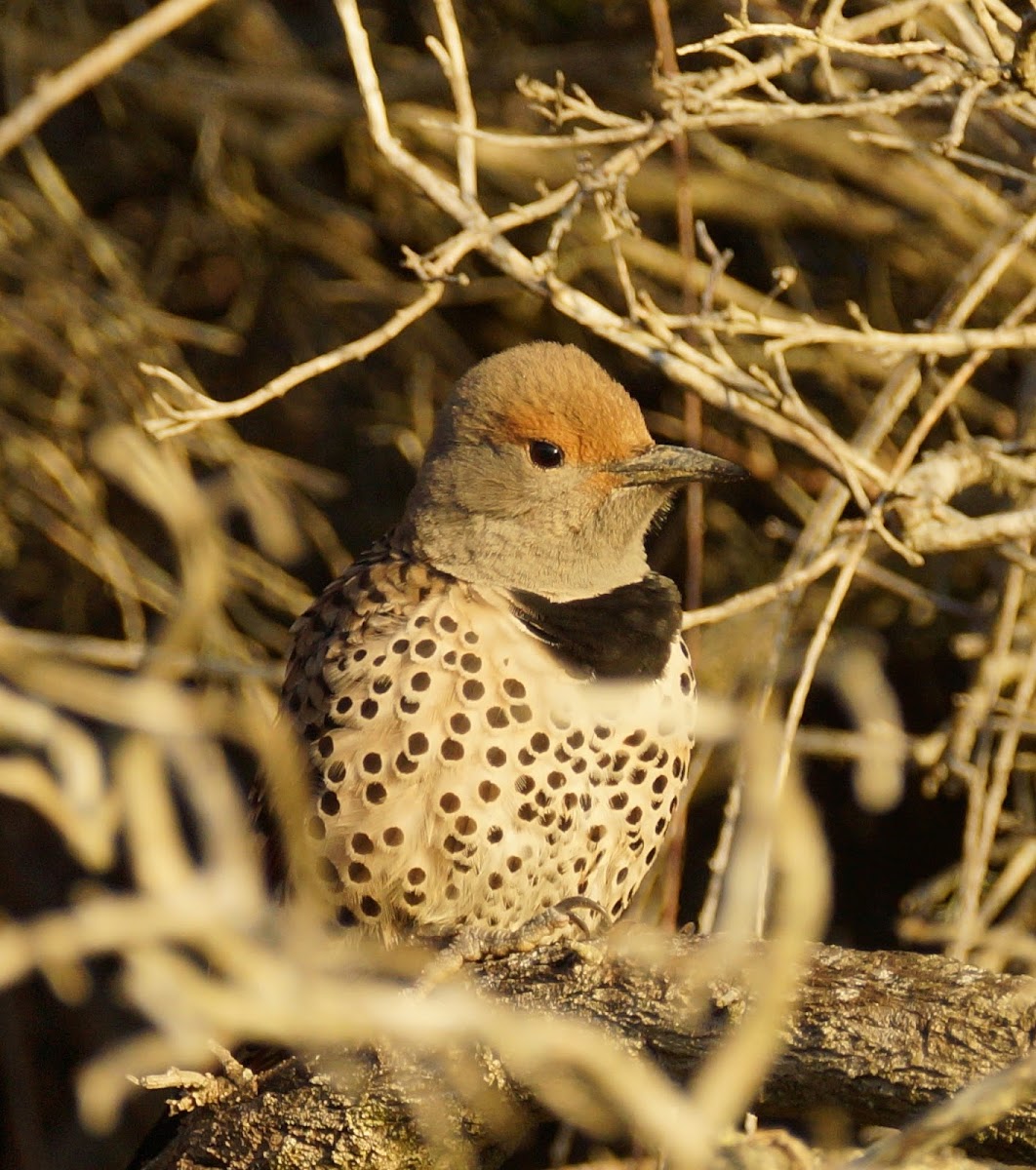 Northern Flicker Red-shafted (female)